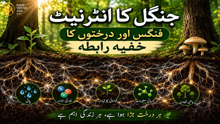 جنگل کا انٹرنیٹ