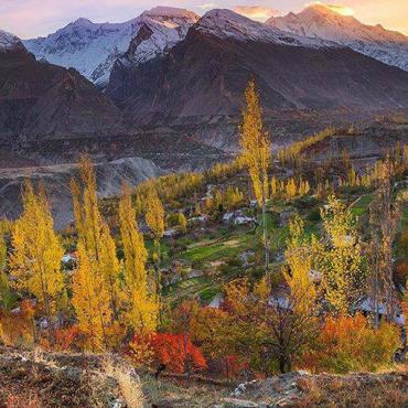 درخت خزاں میں اپنے پتے کیوں گراتے ہیں؟