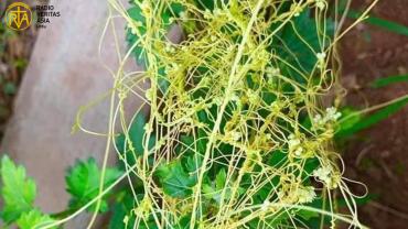 Amarbel