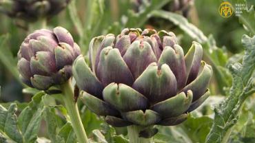 غذائی اعتبار سے بے حد قیمتی سبزی 