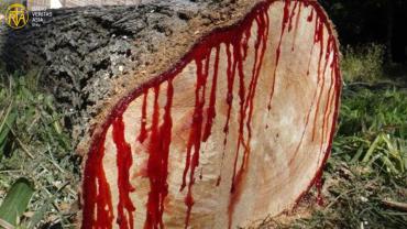  قدرت کا سرخ خزانہبلڈ ووڈ 