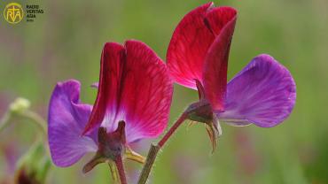 خوشبو اور رنگوں کا حسین پھول