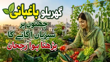  چھتوں پر سبزیاں اْگانے کا بڑھتا ہوا رجحان