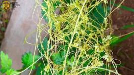Amarbel