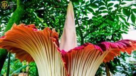 Corpse-Flower