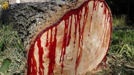  قدرت کا سرخ خزانہبلڈ ووڈ 