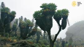 لاکھوں سال پرانا قدرتی خزانہ