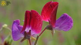 خوشبو اور رنگوں کا حسین پھول