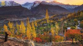 درخت خزاں میں اپنے پتے کیوں گراتے ہیں؟