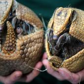 بُلٹ پروف شیل والا حیرت انگیز جانور