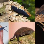                                ایک قدیم اور منفردحشراتی گروہ