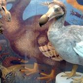  ایک معدوم پرندے کی کہانی