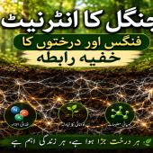  فنگس اور درختوں کا خفیہ رابطہ